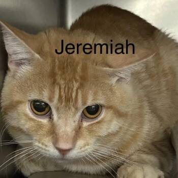 Jeremiah -  Domestic Short Hair Cat for Adoption in Los Angeles, California - Jeremiah | PetCurious