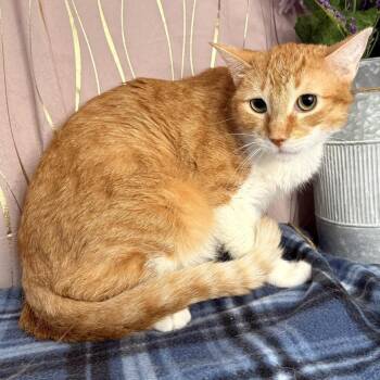 Chester -  Domestic Short Hair Cat for Adoption in Long Beach, Mississippi - Chester | PetCurious