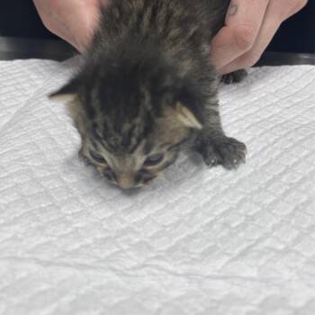 Domestic Short Hair Cats Available for Adoption in Summerville, South Carolina - Salsa | PetCurious
