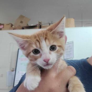 Rescue Domestic Short Hair Cats for Adoption in Hemet, California - Jinx | PetCurious