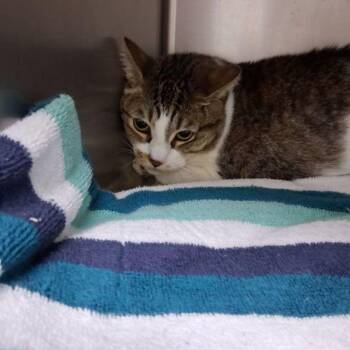 Vanessa -  Domestic Short Hair Cat for Adoption in Lake Havasu City, Arizona - Vanessa | PetCurious