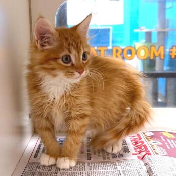 Selleck -  Domestic Medium Hair Cat for Adoption in Cheyenne, Wyoming - Selleck | PetCurious