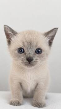 Twizzler -  Siamese Cat for Adoption in Calimesa, California - Twizzler | PetCurious