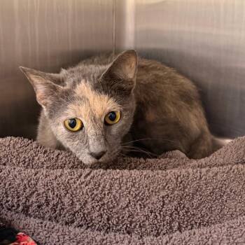 Burrito -  Domestic Short Hair Cat for Adoption in Indianapolis, Indiana - Burrito | PetCurious