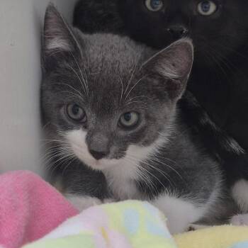 Catti Smyth -  Domestic Short Hair Cat for Adoption in Newark, New Jersey - Catti Smyth | PetCurious