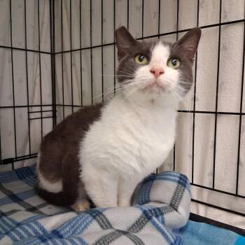 Ester -  Domestic Short Hair Cat for Adoption in Hudson, New York - Ester | PetCurious