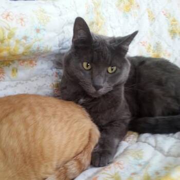 Rescue Domestic Short Hair Cats for Adoption in Lenexa, Kansas - GrayLee | PetCurious