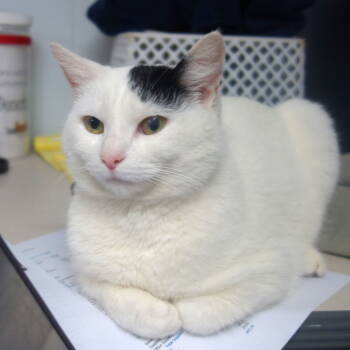 Rescue Domestic Short Hair Cats for Adoption in Greenfield, Indiana - Chai | PetCurious