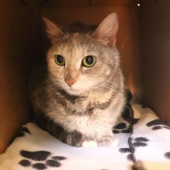 Domestic Short Hair Cats Available for Adoption in Sioux City, Iowa - Marbles | PetCurious