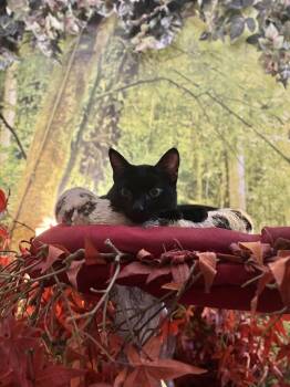 Rescue Domestic Short Hair Cats for Adoption in The Colony, Texas - Kipper | PetCurious