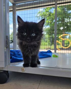 Domestic Medium Hair Cats Available for Adoption in Columbus, Indiana - Sokka | PetCurious