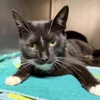 Turtle -  Domestic Short Hair Cat for Adoption in Bellingham, Washington - Turtle | PetCurious