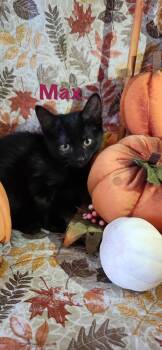 Rescue Bombay and Domestic Short Hair Cats for Adoption in Rossville, Georgia - Max | PetCurious