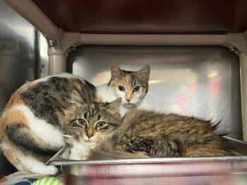 Domestic Short Hair Cats Available for Adoption - Mimi Rose | PetCurious