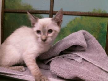 NOE -  Domestic Short Hair Cat for Adoption in Houston, Texas - NOE | PetCurious