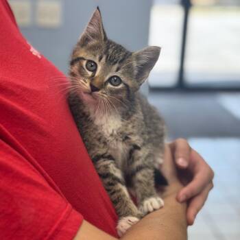 Kitten Cookie -  Domestic Short Hair Cat for Adoption in Miami, Florida - Kitten Cookie | PetCurious