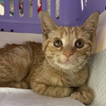Butterfinger -  Domestic Short Hair Cat for Adoption in Philadelphia, Pennsylvania - Butterfinger | PetCurious