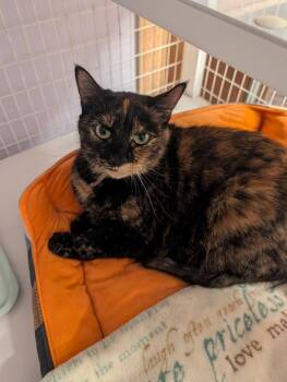 Domestic Short Hair Cats Available for Adoption - Venus | PetCurious