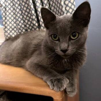 Belle -  Domestic Short Hair Cat for Adoption in Hopkinton, Massachusetts - Belle | PetCurious
