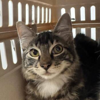 Autumn -  Domestic Short Hair Cat for Adoption in Dickinson, Texas - Autumn | PetCurious