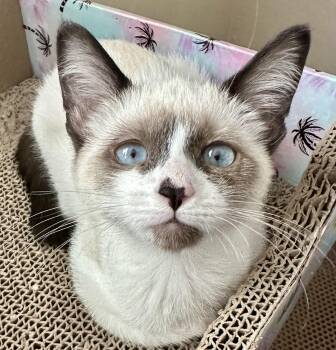 Finn -  Siamese Cat for Adoption in Davis, California - Finn | PetCurious