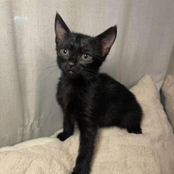 Shelly & Splash BONDED -  Domestic Short Hair and Bombay Cat for Adoption in Boca Raton, Florida - Shelly & Splash BONDED | PetCurious