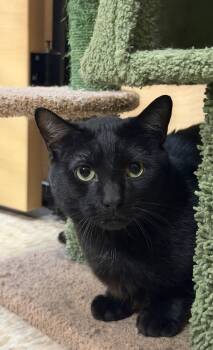 Darkness -  Domestic Short Hair Cat for Adoption in Wheaton, Illinois - Darkness | PetCurious