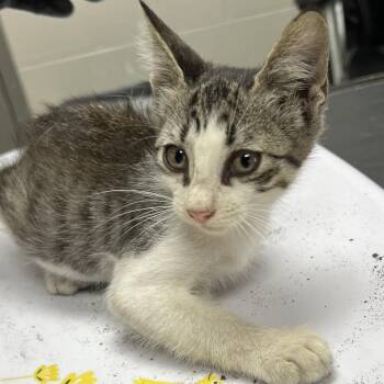Blueberry -  Domestic Short Hair Cat for Adoption in Lufkin, Texas - Blueberry | PetCurious