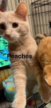 Peaches -  Domestic Short Hair Cat for Adoption in Zimmerman, Minnesota - Peaches | PetCurious