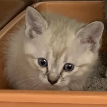 Domestic Short Hair Cats Available for Adoption in Bullhead City, Arizona - Kitten (2) 05/26/2026 | PetCurious