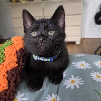 Domestic Short Hair and Bombay Cats Available for Adoption in Rossville, Georgia - Soot (bonded With Sprite) | PetCurious