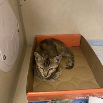 Ember -  Domestic Short Hair Cat for Adoption in Westminster, California - Ember | PetCurious