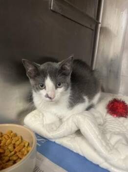 Rockstar -  Domestic Short Hair Cat for Adoption in Houston, Texas - Rockstar | PetCurious