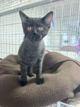 Helena -  Domestic Short Hair Cat for Adoption in Mcpherson, Kansas - Helena | PetCurious