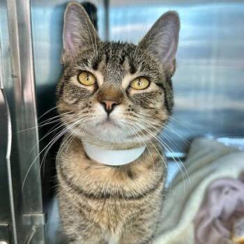 Domestic Short Hair Cats Available for Adoption - Alysa | PetCurious