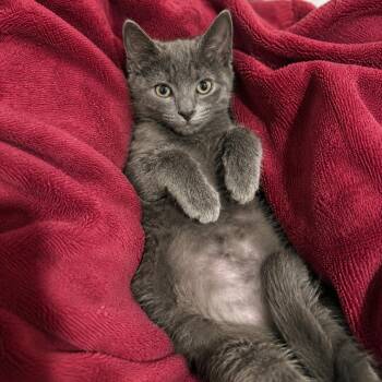 Sampson -  Domestic Short Hair Cat for Adoption in Tustin, California - Sampson | PetCurious