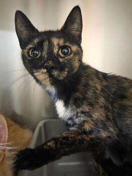 Jilly -  Domestic Short Hair Cat for Adoption in Salmon, Idaho - Jilly | PetCurious