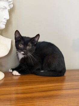 Mickey D -  Domestic Short Hair Cat for Adoption in West Lawn, Pennsylvania - Mickey D | PetCurious