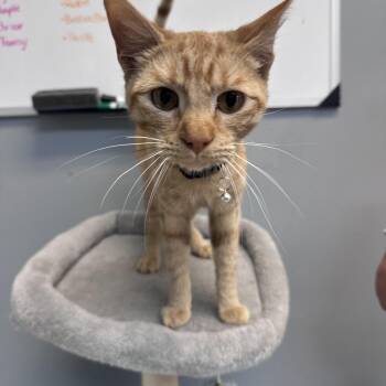 Domestic Short Hair Cats Available for Adoption in Dyersburg, Tennessee - East 11 (Jack) | PetCurious