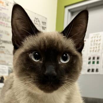 111811 -  Domestic Short Hair Cat for Adoption in Las Cruces, New Mexico - 111811 | PetCurious