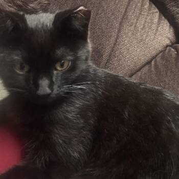 Officer Smith -  Domestic Short Hair Cat Available for Adoption in Mount Laurel Township, New Jersey - Officer Smith | PetCurious