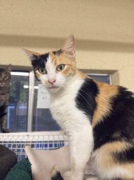 Rescue Domestic Short Hair Cats for Adoption in San Luis Obispo, California - Goldilocks | PetCurious