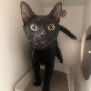 Snap -  Domestic Short Hair Cat for Adoption in Phoenixville, Pennsylvania - Snap | PetCurious
