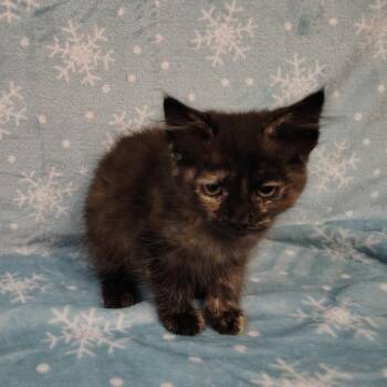 Domestic Long Hair Cats Available for Adoption - Embers | PetCurious