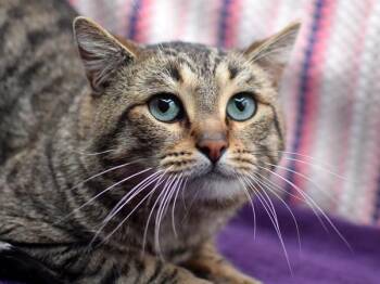 Domestic Short Hair Cats Available for Adoption in Portland, Oregon - Smokey Joe | PetCurious