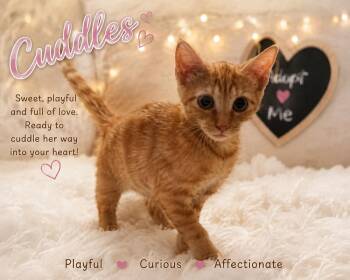 Cuddles 7991 -  Domestic Short Hair Cat for Adoption in Dallas, Texas - Cuddles 7991 | PetCurious