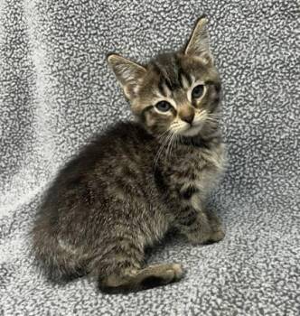 Domestic Short Hair Cats Available for Adoption in Sullivan, Indiana - Arizona 5 | PetCurious