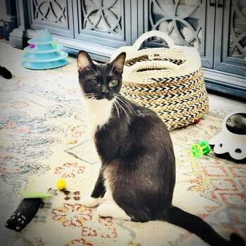 Bandit -  Domestic Short Hair Cat for Adoption in Las Vegas, Nevada - Bandit | PetCurious