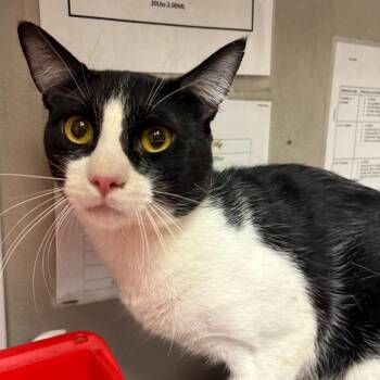 Smoke -  Domestic Short Hair Cat for Adoption in Yuma, Arizona - Smoke | PetCurious