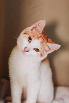 05580B Turvy -  Domestic Short Hair Cat for Adoption in North Charleston, South Carolina - 05580B Turvy | PetCurious